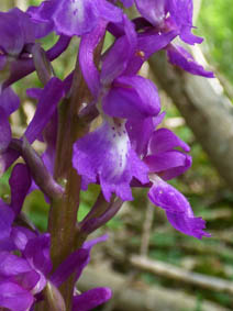 Orchis mascula 'purpurea'